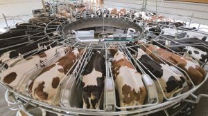 Vaches